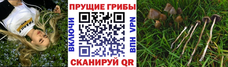 Псилоцибиновые грибы GOLDEN TEACHER  купить наркотик  OMG ССЫЛКА  Петровск 